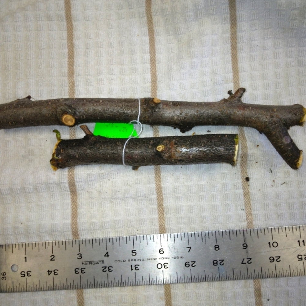 Peach Tree Branches for Crafting Isopods Reptiles  Terarrium  Jararrium Vivarium